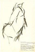 藏品(禾葉眼子菜)的圖片